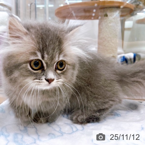 ミヌエットの写真