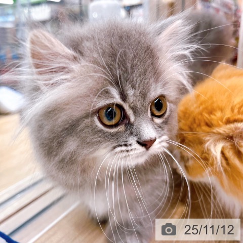 ミヌエットの写真