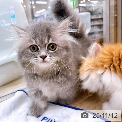 ミヌエットの写真