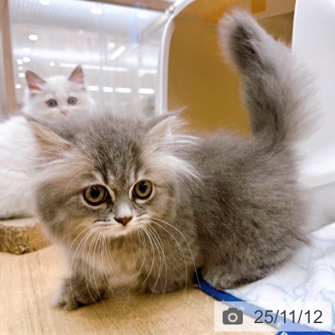 ミヌエットの写真