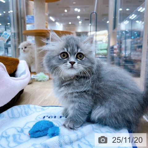 大阪府のミヌエット (ペットプラス イオン大日店/2025年9月3日生まれ/女の子/ブルータビー)の子猫の4枚目の画像