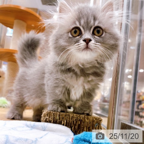 大阪府のミヌエット (ペットプラス イオン大日店/2025年9月3日生まれ/女の子/ブルータビー)の子猫の3枚目の画像