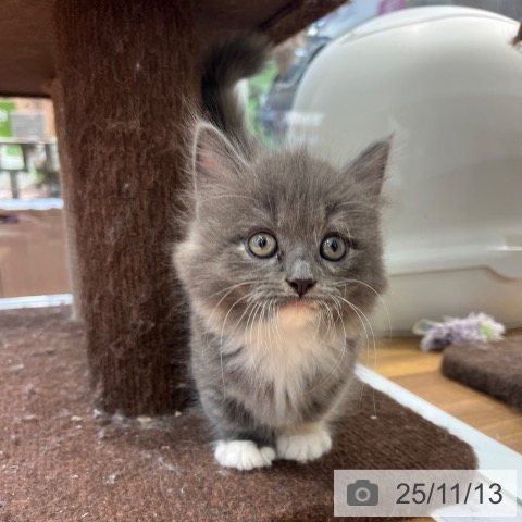 ミヌエットの写真