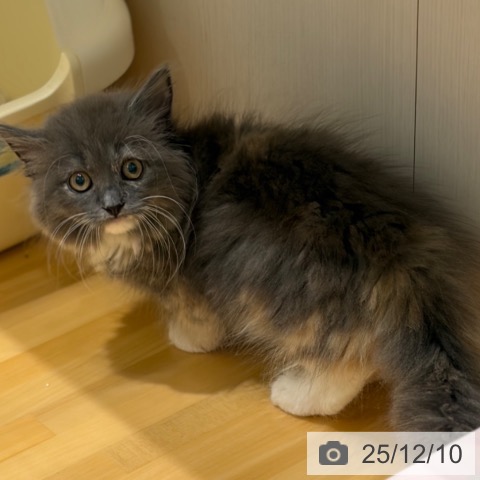 奈良県のミヌエット (ペットプラス 大和郡山店/2025年9月11日生まれ/女の子/ブルーパッチドタビーホワイト)の子猫の3枚目の画像