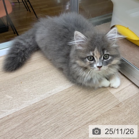 福島県のラガマフィン (ペットプラス 福島店/2025年9月11日生まれ/女の子/ブルーパッチドタビー)の子猫の4枚目の画像