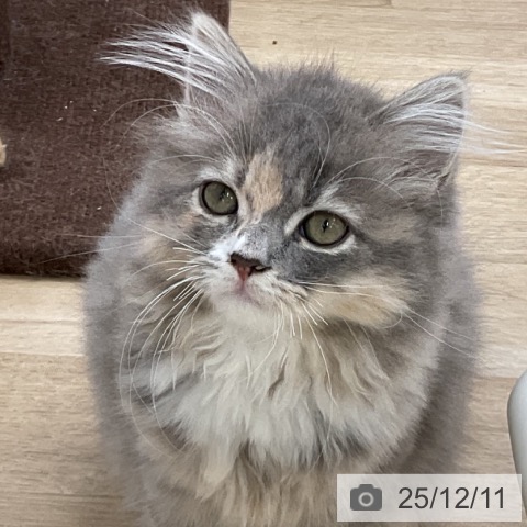 福島県のラガマフィン (ペットプラス 福島店/2025年9月11日生まれ/女の子/ブルーパッチドタビー)の子猫の3枚目の画像