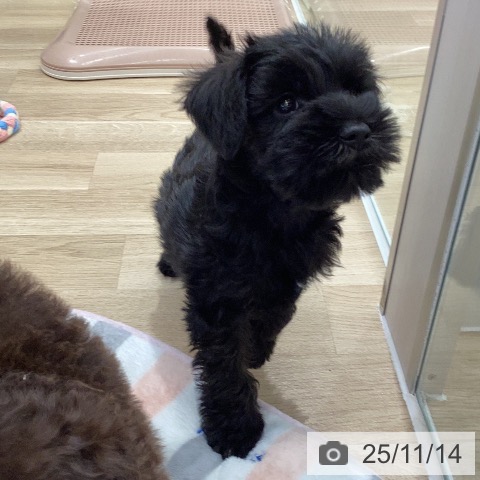 三重県のミニチュアシュナウザー (ペッツワン 桑名店/2025年9月10日生まれ/男の子/ブラック)の子犬の4枚目の画像