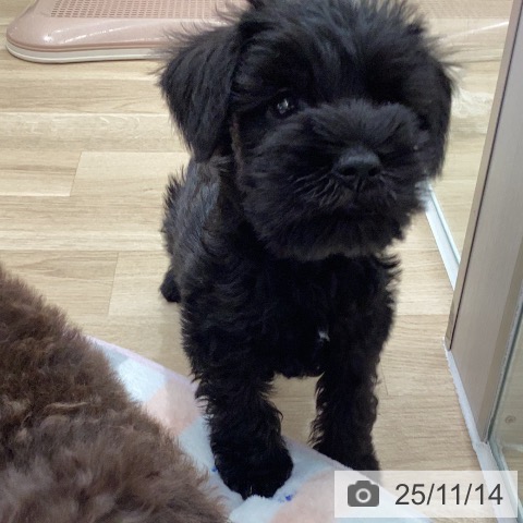 三重県のミニチュアシュナウザー (ペッツワン 桑名店/2025年9月10日生まれ/男の子/ブラック)の子犬の3枚目の画像