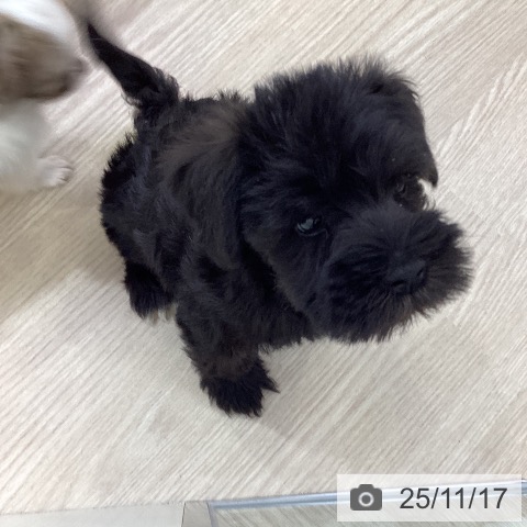 ミニチュア・シュナウザーの写真