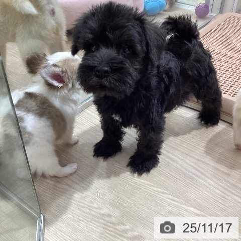 ミニチュア・シュナウザーの写真