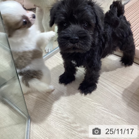 ミニチュア・シュナウザーの写真