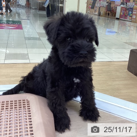 ミニチュア・シュナウザーの写真