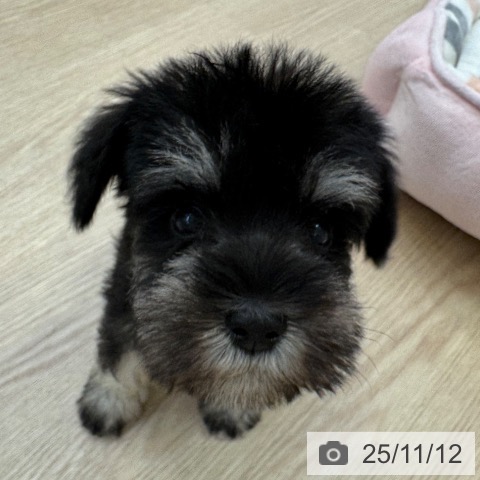 ミニチュア・シュナウザーの写真