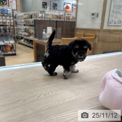 ミニチュア・シュナウザーの写真