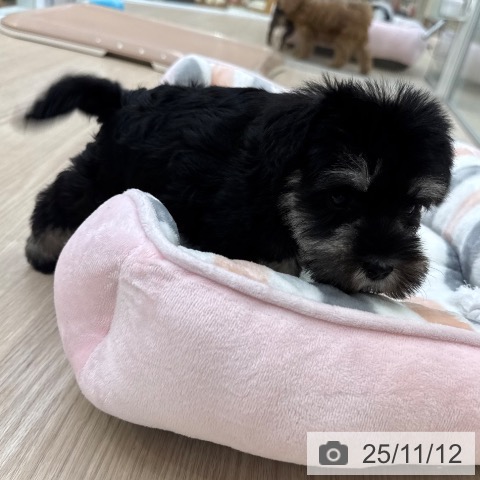 ミニチュア・シュナウザーの写真