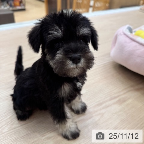 ミニチュア・シュナウザーの写真