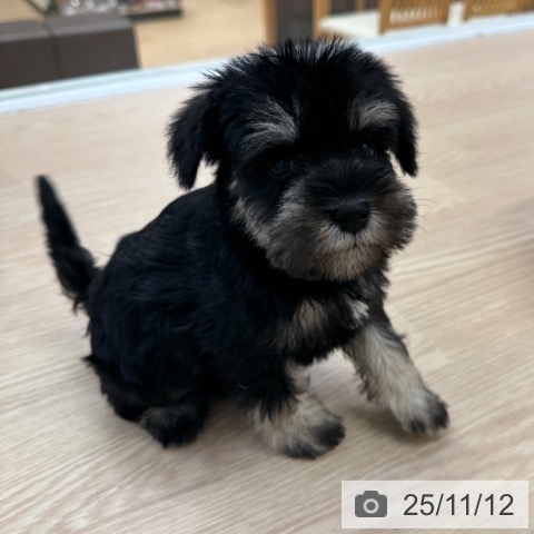 ミニチュア・シュナウザーの写真