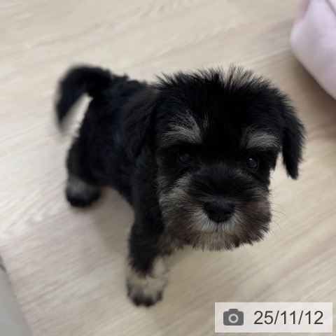 ミニチュア・シュナウザーの写真