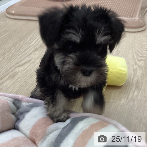 愛知県のミニチュアシュナウザー (ペットプラス 千種店/2025年9月10日生まれ/女の子/ブラックシルバー)の子犬の4枚目の画像