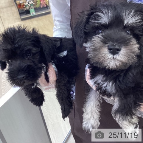 愛知県のミニチュアシュナウザー (ペットプラス 千種店/2025年9月10日生まれ/女の子/ブラックシルバー)の子犬の3枚目の画像