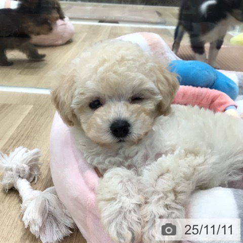 トイ・プードルの写真