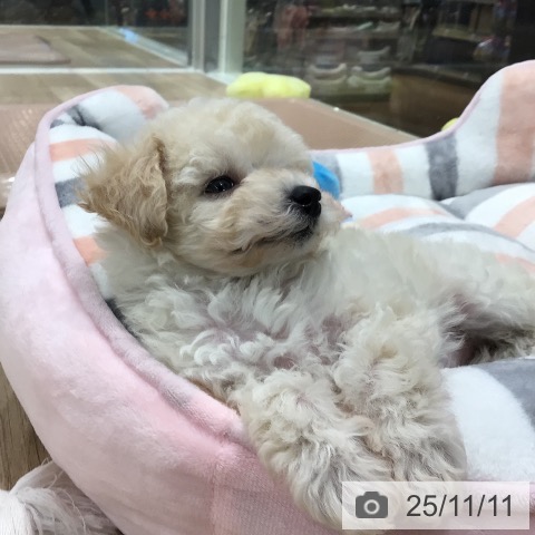 トイ・プードルの写真