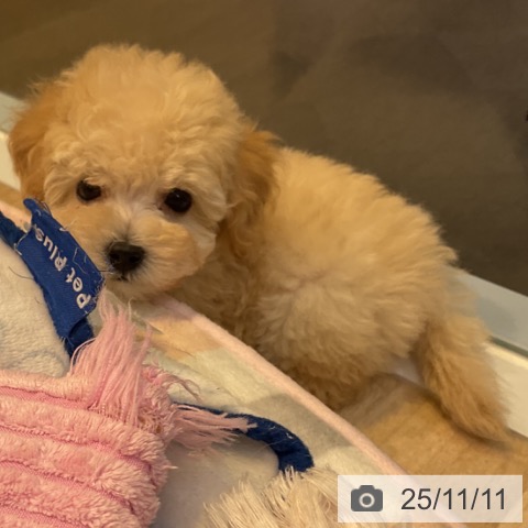 トイ・プードルの写真