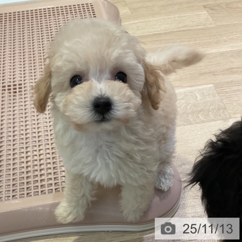 トイ・プードルの写真