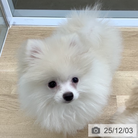 千葉県のポメラニアン (ペットプラス 船橋店/2025年9月11日生まれ/男の子/クリーム)の子犬の4枚目の画像