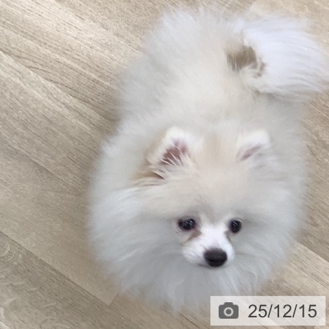 千葉県のポメラニアン (ペットプラス 船橋店/2025年9月11日生まれ/男の子/クリーム)の子犬の4枚目の画像