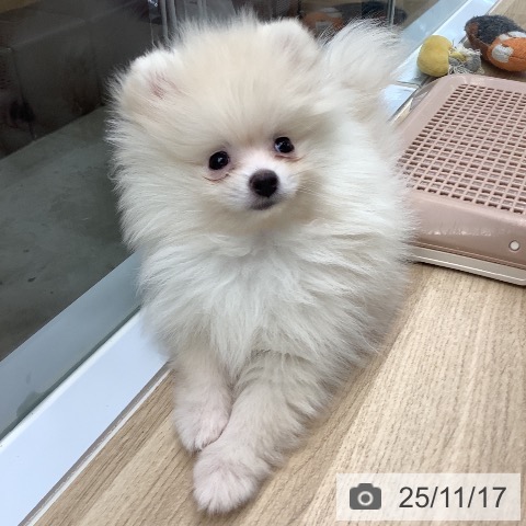 千葉県のポメラニアン (ペットプラス 船橋店/2025年9月11日生まれ/男の子/クリーム)の子犬の3枚目の画像