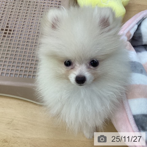 埼玉県のポメラニアン (ペットプラス 羽生店/2025年9月11日生まれ/女の子/クリーム)の子犬の4枚目の画像