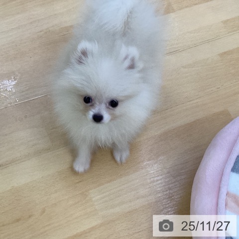 埼玉県のポメラニアン (ペットプラス 羽生店/2025年9月11日生まれ/女の子/クリーム)の子犬の3枚目の画像