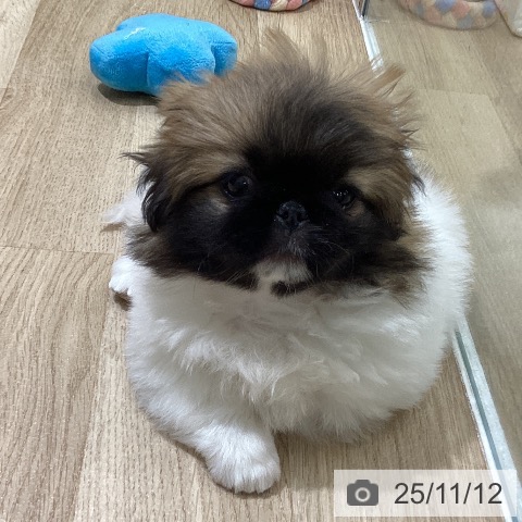 ペキニーズの写真