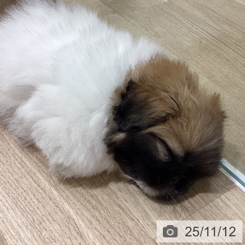 ペキニーズの写真