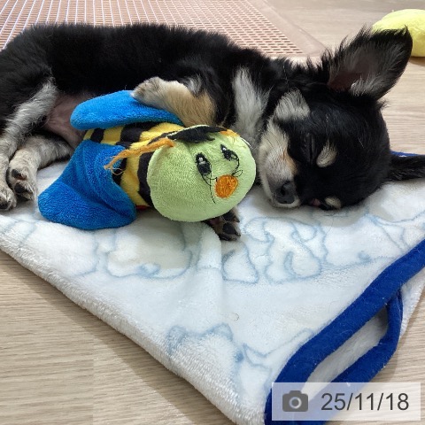 富山県のチワワ(ロング) (ペットプラス 高岡店/2025年9月12日生まれ/男の子/ブラックタンホワイト)の子犬の4枚目の画像