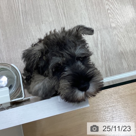 石川県のミニチュアシュナウザー (ペットプラス かほく店/2025年9月12日生まれ/男の子/ソルトペッパー)の子犬の4枚目の画像