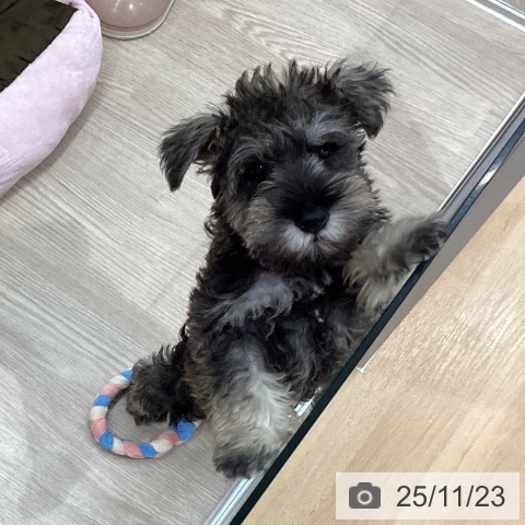 石川県のミニチュアシュナウザー (ペットプラス かほく店/2025年9月12日生まれ/男の子/ソルトペッパー)の子犬の3枚目の画像