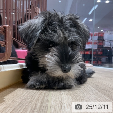 愛知県のミニチュアシュナウザー (ペットプラス 上飯田店/2025年9月12日生まれ/女の子/ソルトペッパー)の子犬の4枚目の画像