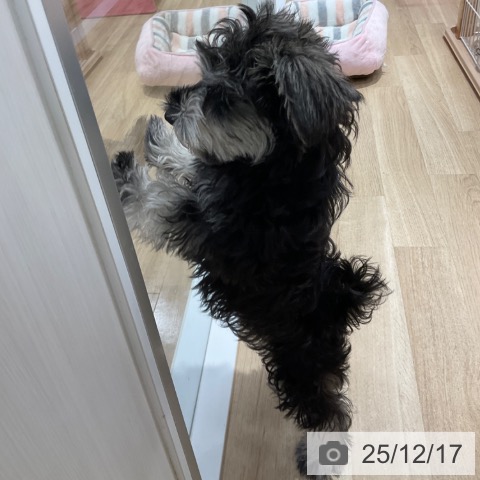 愛知県のミニチュアシュナウザー (ペットプラス 上飯田店/2025年9月12日生まれ/女の子/ソルトペッパー)の子犬の4枚目の画像