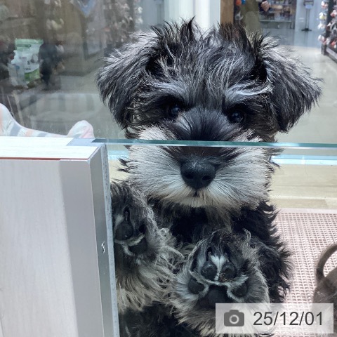 愛知県のミニチュアシュナウザー (ペットプラス 上飯田店/2025年9月12日生まれ/女の子/ソルトペッパー)の子犬の3枚目の画像