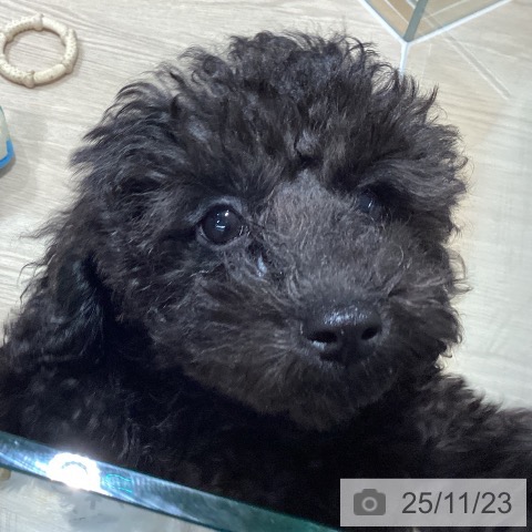 石川県のトイプードル(トイ) (ペットプラス かほく店/2025年9月12日生まれ/男の子/ブラック)の子犬の4枚目の画像