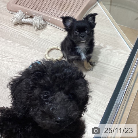 石川県のトイプードル(トイ) (ペットプラス かほく店/2025年9月12日生まれ/男の子/ブラック)の子犬の3枚目の画像