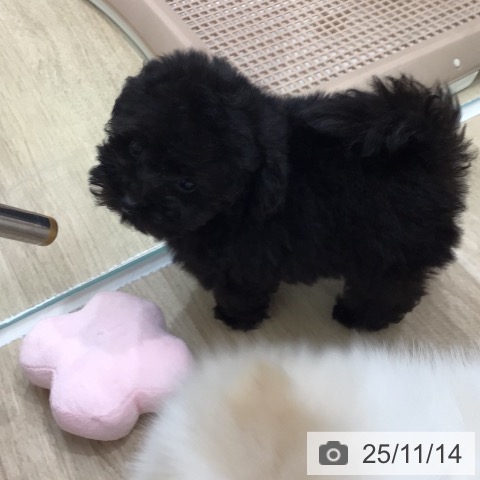 トイ・プードルの写真