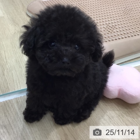 トイ・プードルの写真