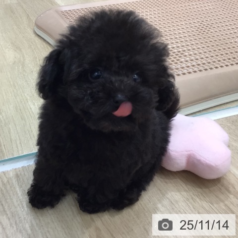 トイ・プードルの写真