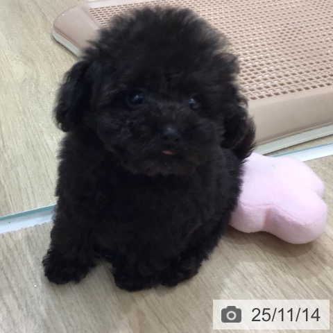 トイ・プードルの写真