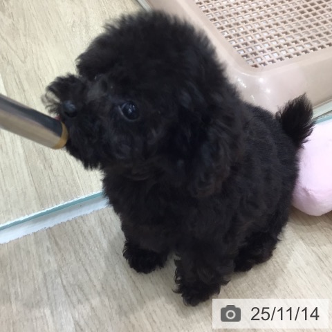 トイ・プードルの写真