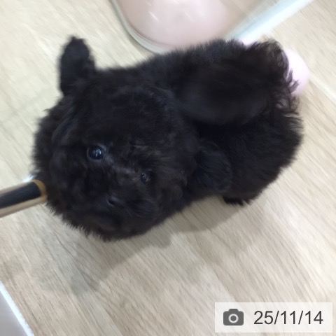 トイ・プードルの写真