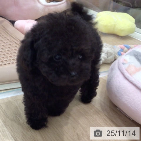 トイ・プードルの写真